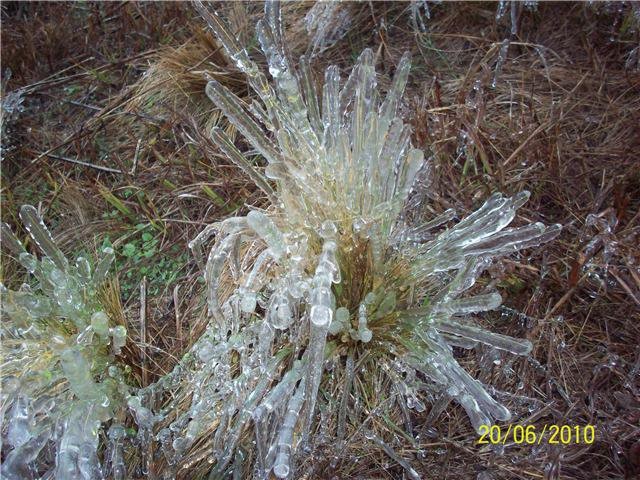 Alpa Corral plantas congeladas